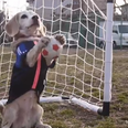 WATCH: This Little Beagle Puppy Knows How To Bend It Like Beckham