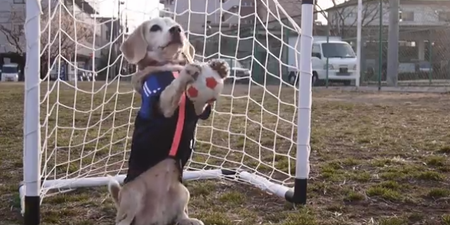 WATCH: This Little Beagle Puppy Knows How To Bend It Like Beckham