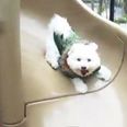 VIDEO: This Compilation Of Dogs On Slides Is Amazing