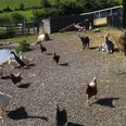 A Day In The Life – Her.ie Spends The Day With The DSPCA
