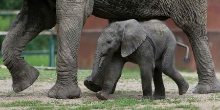 IN PICS: See This Baby Elephant Take Steps For The First Time