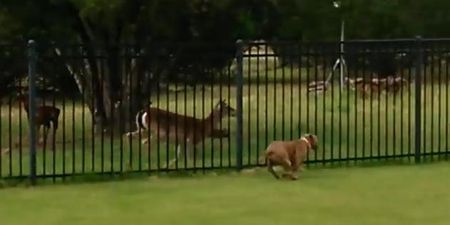 VIDEO – Thank You For Being A Friend, This Deer And Pit Bull Are Just Having The Time Of Their Lives