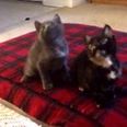VIDEO: These Cute Kittens Sure Can Dance