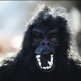 Think You’ve Had a Hard Day at Work? A Zoo Employee Dressed as a Gorilla Got Shot by a Tranquilliser Gun