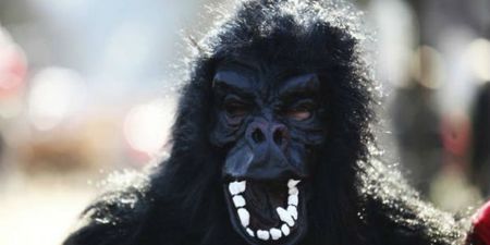 Think You’ve Had a Hard Day at Work? A Zoo Employee Dressed as a Gorilla Got Shot by a Tranquilliser Gun