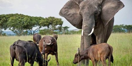 PICTURE – This Poor Elephant Is Having A Bit Of An Identity Crisis