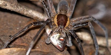 There Are New Variations Of Spiders… And Apparently They Can Kill Fish