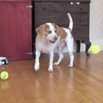 Brilliant! Watch As This Dogs Has The Best. Birthday. Ever.