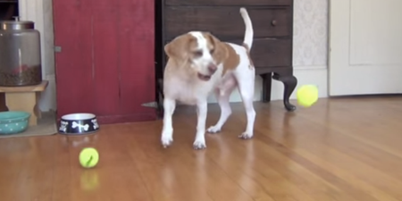 Brilliant! Watch As This Dogs Has The Best. Birthday. Ever.