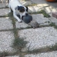 VIDEO: Forget The World Cup, Turtle Vs Dog Is The Only Ball Game We Want To Watch