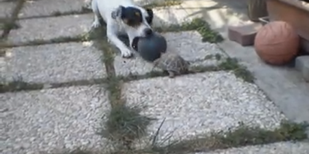 VIDEO: Forget The World Cup, Turtle Vs Dog Is The Only Ball Game We Want To Watch