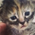 PICTURE: Move Over Grumpy Cat, ‘Purrmanently Sad Kitten’ Is In Town
