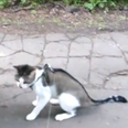 VIDEO: This Poor Cat Has ZERO Time for the Outside World Today