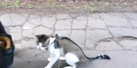 VIDEO: This Poor Cat Has ZERO Time for the Outside World Today
