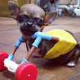 PIC: There’s A Two-Legged Chihuahua Who Has A New Set Of Wheels… Made From Toys