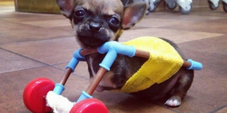 PIC: There’s A Two-Legged Chihuahua Who Has A New Set Of Wheels… Made From Toys