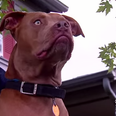 WATCH: Ace By Name, Ace By Nature! Dog Rescues Deaf Owner From Burning House