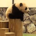 VIDEO: Baby Pandas Falling Over Is The Only Thing You Need To See Today