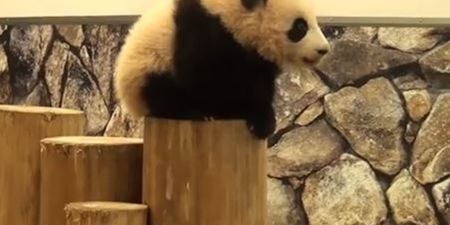 VIDEO: Baby Pandas Falling Over Is The Only Thing You Need To See Today