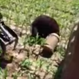 It’s A Real Life Winnie The Pooh! Bear Gets Head Stuck In Bucket – Is Freed By Tractor
