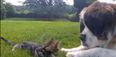 VIDEO: Just Look At Them! The Two Best Friends That Anyone Could Have