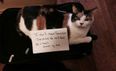 PICS: These Cats Don’t Care About Feminism And They’re Not Afraid To Say So