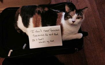 PICS: These Cats Don’t Care About Feminism And They’re Not Afraid To Say So