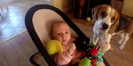 VIDEO: Puppy Guilt Leads To One Beagle Showering This Baby With Toys