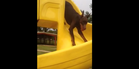WATCH: One Dog Breaks ALL The Rules Of The Slide – And We LOVE Him For It