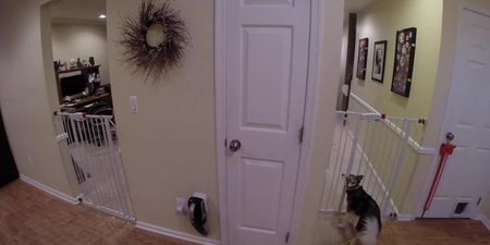 VIDEO – Owner Sets Up Camera To Find Out How Dog Keeps Escaping The Kitchen