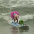 Nothing To See Here, Just A Dog Surfing Competition