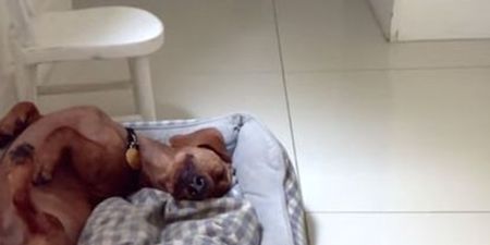 VIDEO: Is This The Happiest Dog In The World?