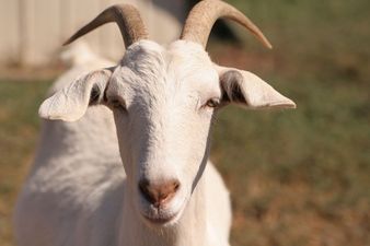 You’ve Goat To Be Kidding: Man Talks To A Herd Of Goats… They Answer Him