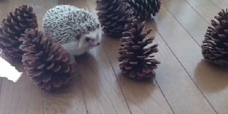 VIDEO – Tiny Hedgehog Meets Pine Cones, Yes It Is As Adorable As It Sounds