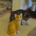VIDEO: Kitten Turns Ninja To Fight With A Statue…Just Try Not To Laugh
