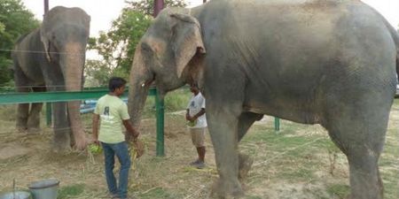 VIDEO: Raju The Elephant Rescued From Chains Thriving In New Home And Even Has A New Best Friend