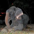 VIDEO – Elephant Held In Chains For Fifty Years Cried Upon Release