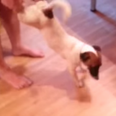 VIDEO: This Dog Thinks He’s A Wind-Up Toy, Continues To Adorably Chase His Own Tail