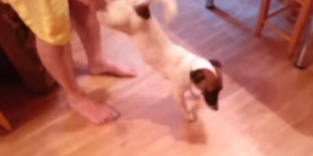 VIDEO: This Dog Thinks He’s A Wind-Up Toy, Continues To Adorably Chase His Own Tail