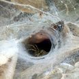 This Guy Has a Spider in His Shed… The Kind of Spider That Would Inspire You to Move