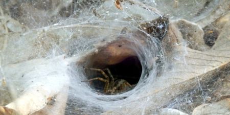 This Guy Has a Spider in His Shed… The Kind of Spider That Would Inspire You to Move