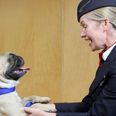 Paws & Relax: British Airways Launch Cats And Dogs In-Flight Animal Channel