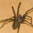 WATCH: Want To Banish Spiders? All You Have To Do Is Sing Opera…