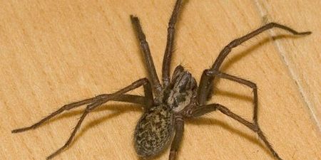 WATCH: Want To Banish Spiders? All You Have To Do Is Sing Opera…