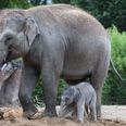 Dublin Zoo Announces Birth Of Second Baby Elephant