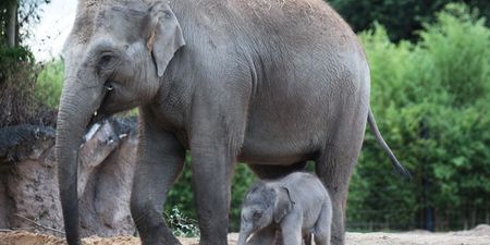 Dublin Zoo Announces Birth Of Second Baby Elephant