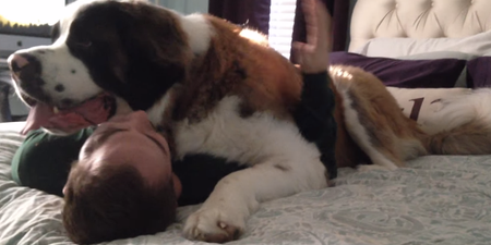 WATCH: Puppy Love – This Saint Bernard Has One Epic Greeting For His Owner