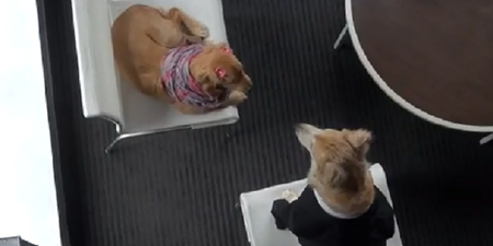 VIDEO: New Doggie Gym Offers Treadmills And Balance Balls To Tackle Canine Obesity