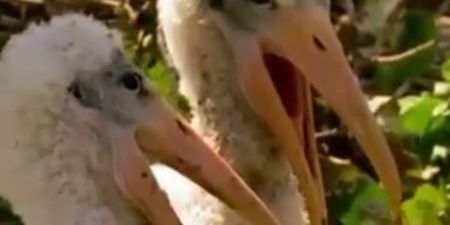 VIDEO: Wildlife Show Gets Dubbed Over And It’s Hilarious