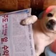 VIDEO: And Relax, Could This Chihuahua Be Any Happier?!